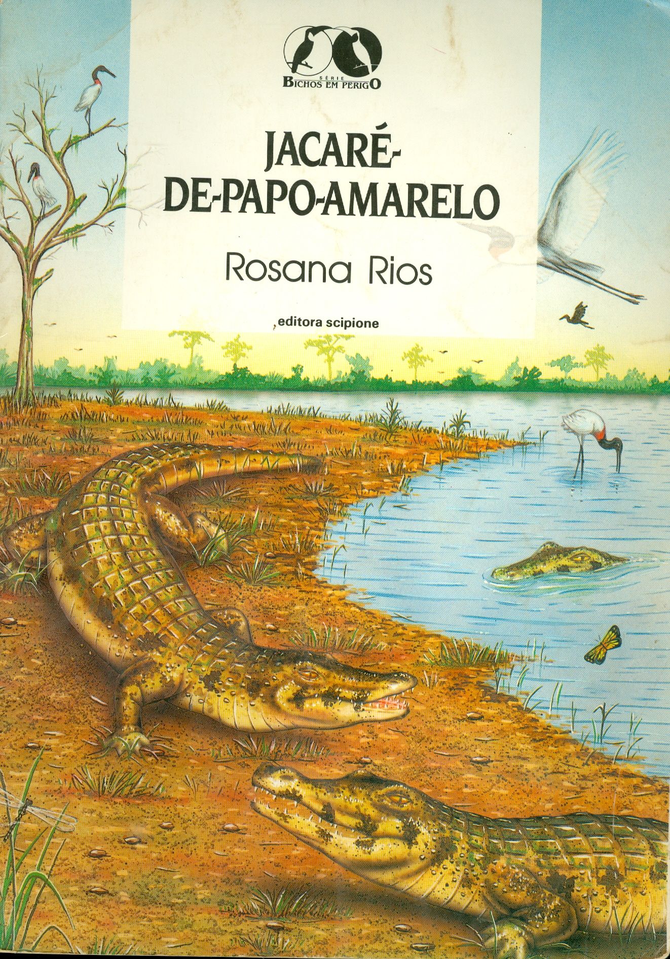 JACARÉ-DE-PAPO-AMARELO 