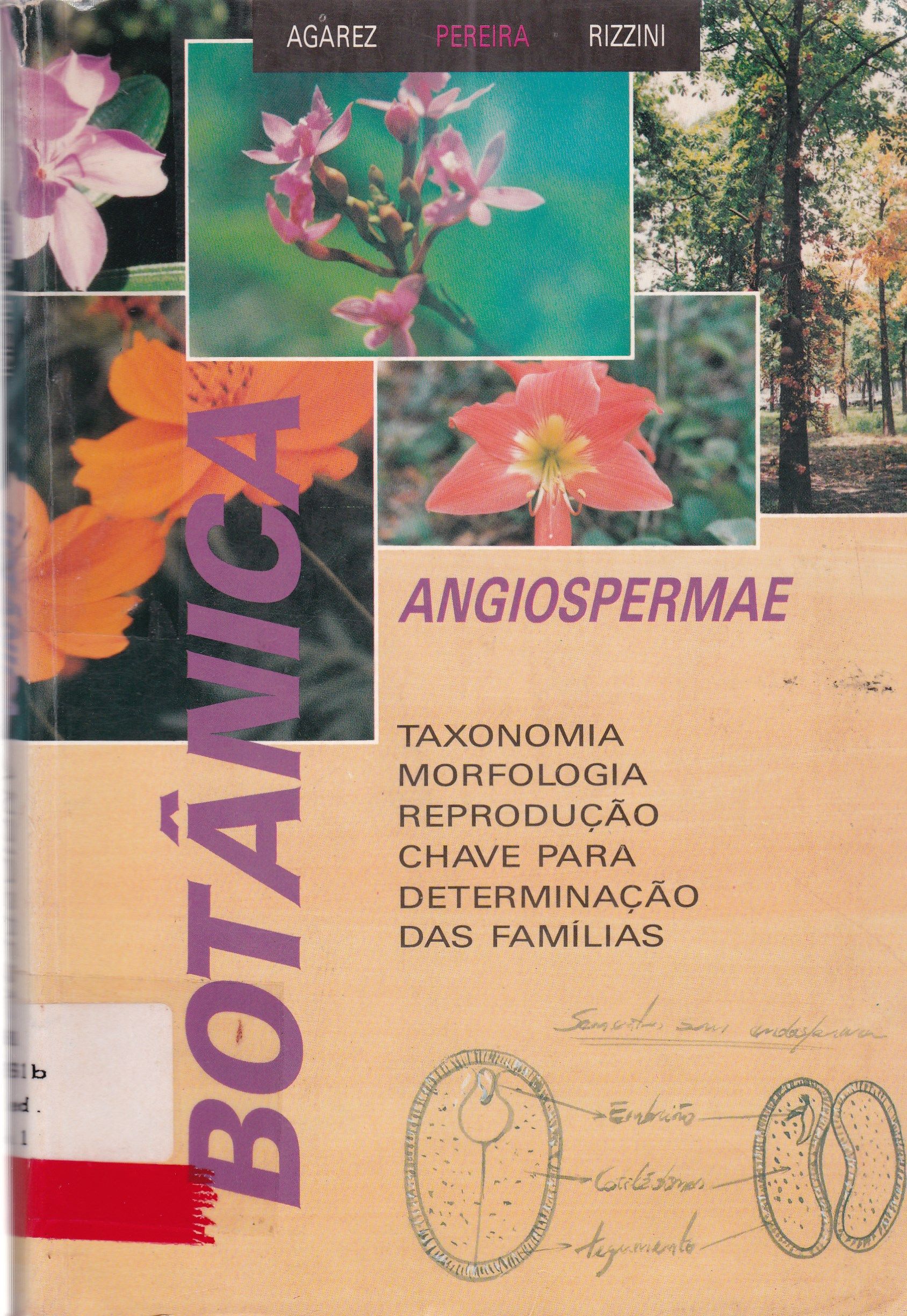 BOTÂNICA ANGIOSPERMAE: TAXONOMIA, MORFOLOGIA E REPRODUÇÃO: CHAVE PARA DETERMINAÇÃO DAS FAMÍLIAS