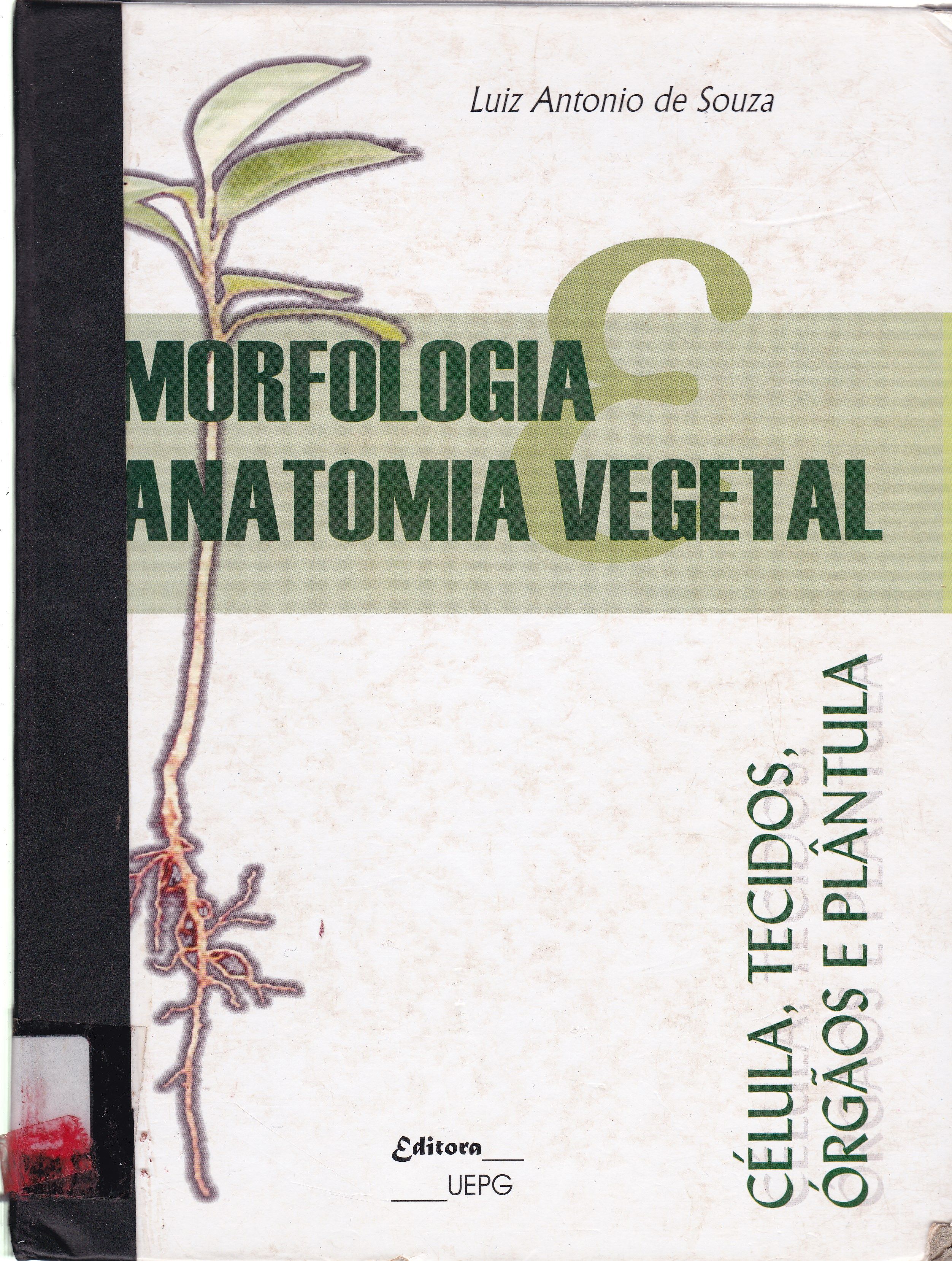MORFOLOGIA E ANATOMIA VEGETAL: CÉLULA, TECIDOS, ÓRGÃOS E PLÂNTULA