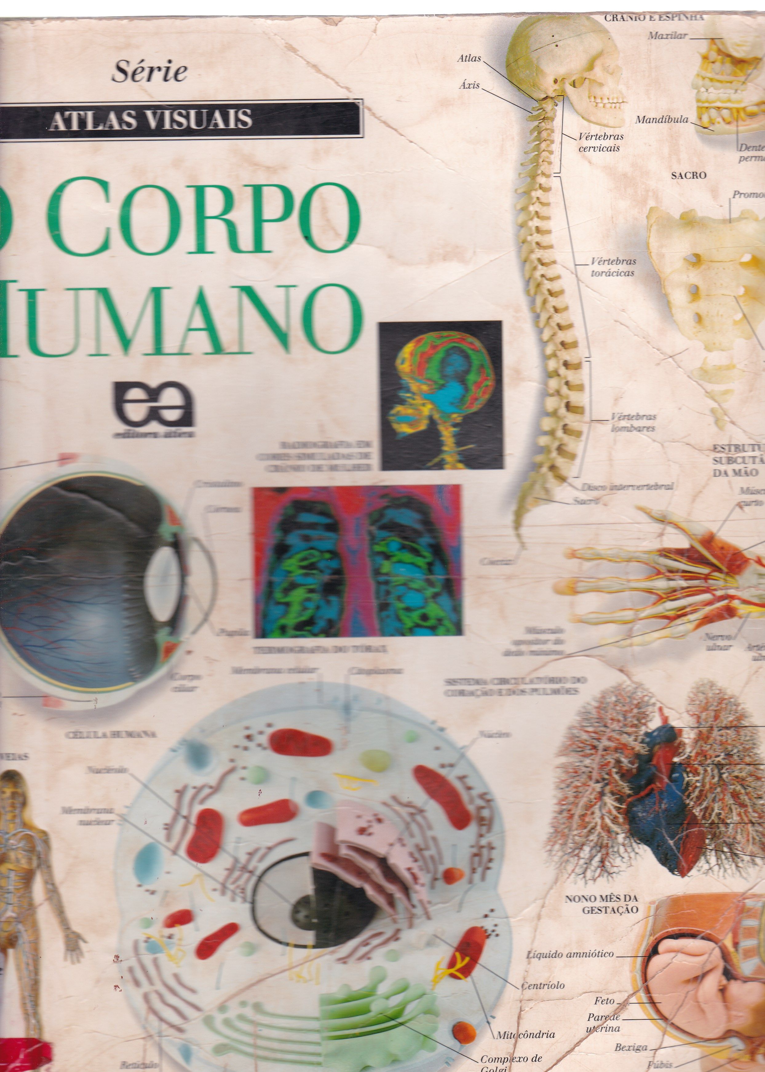 O CORPO HUMANO 