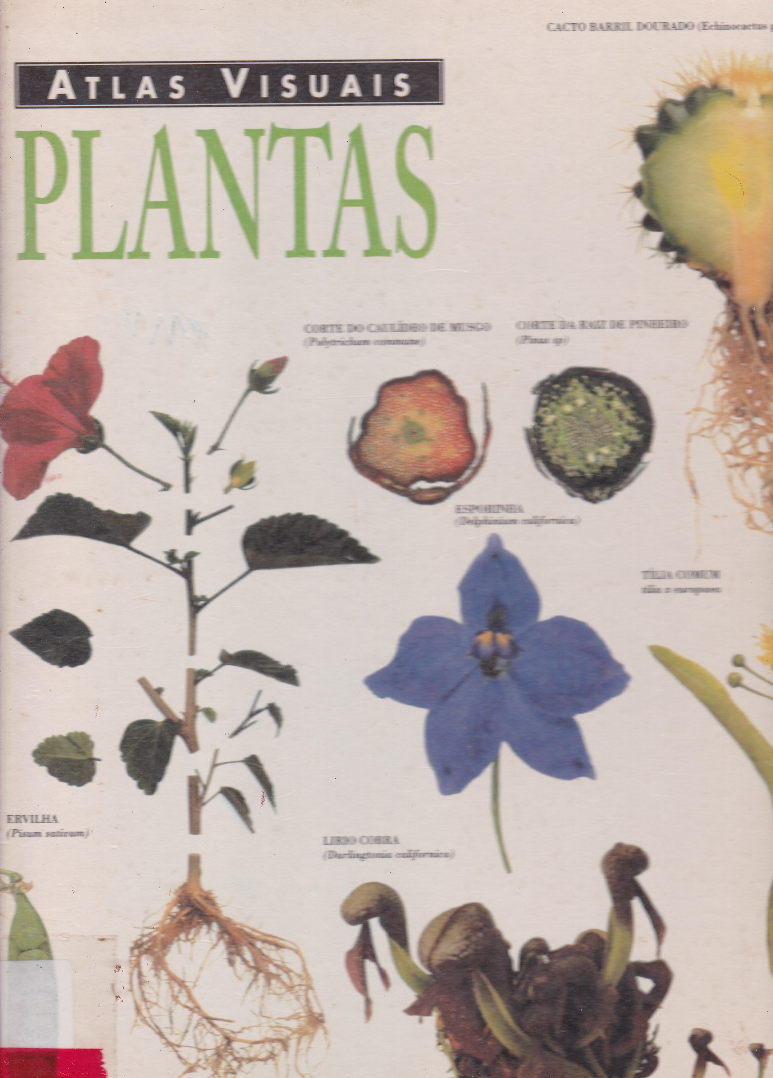 ATLAS VISUAIS: PLANTAS
