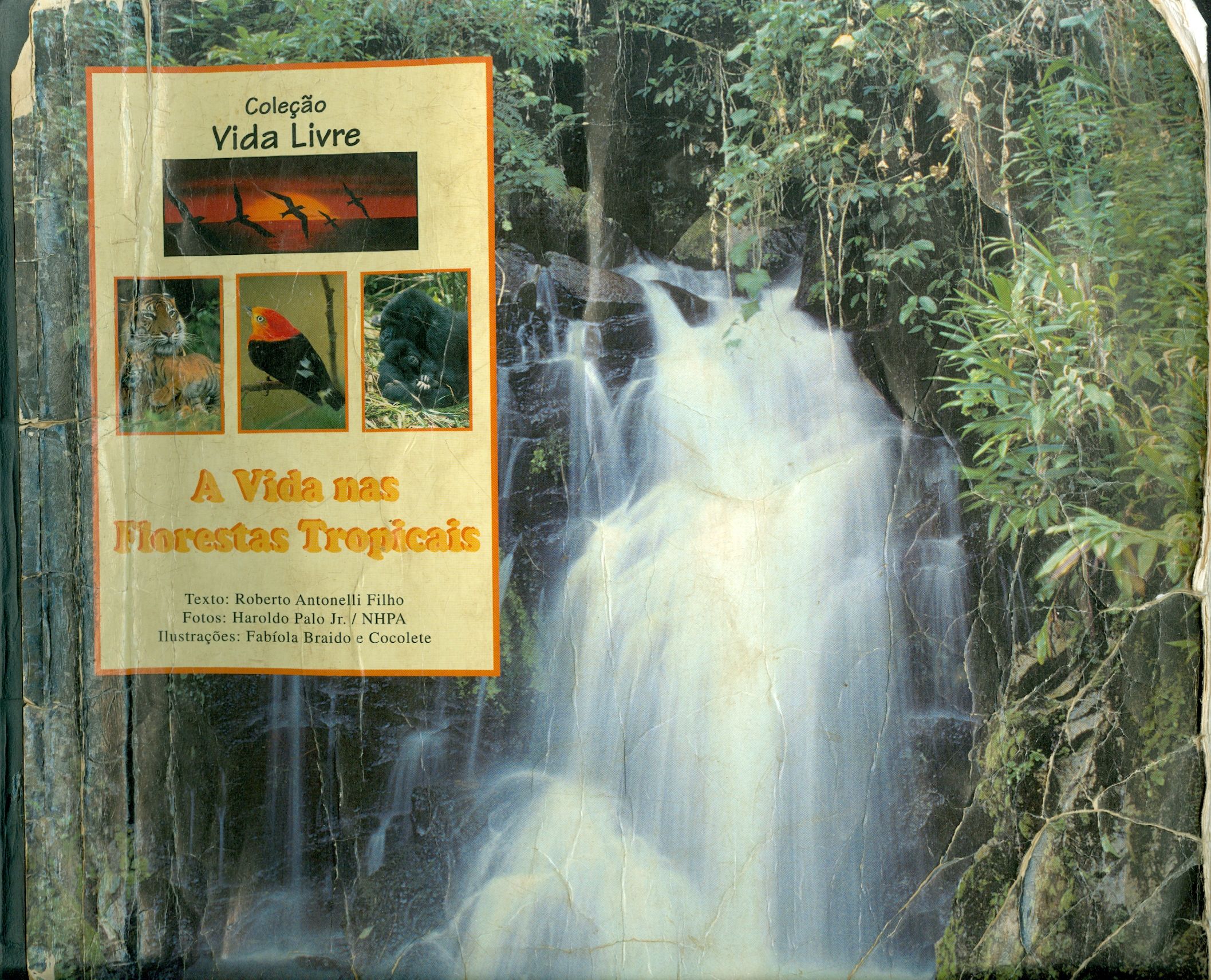 A VIDA NAS FLORESTAS TROPICAIS