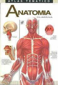 ANATOMIA HUMANA