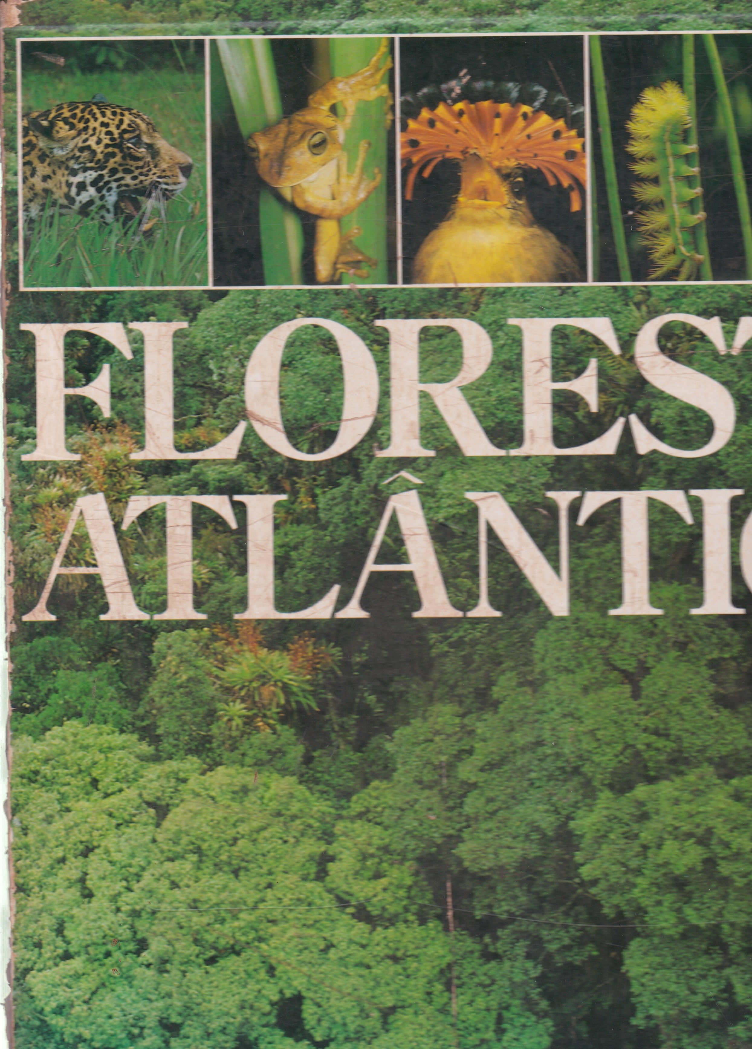 FLORESTA ATLÂNTICA