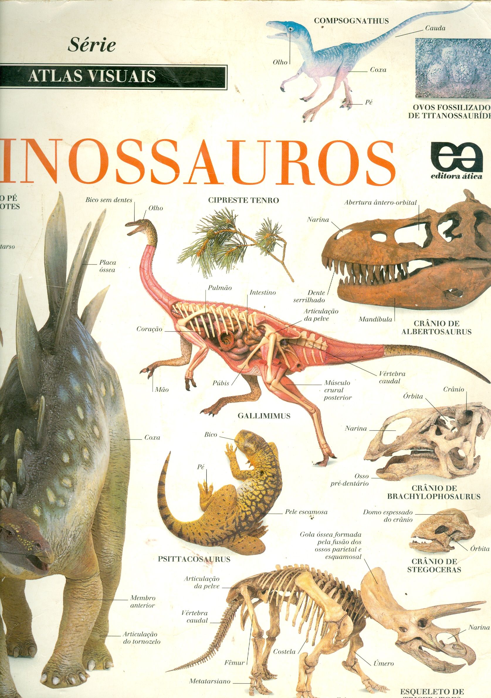 DINOSSAUROS
