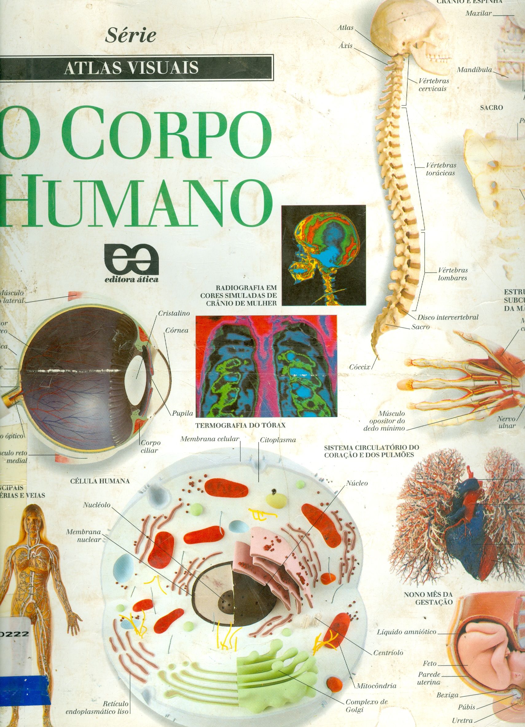 O CORPO HUMANO 