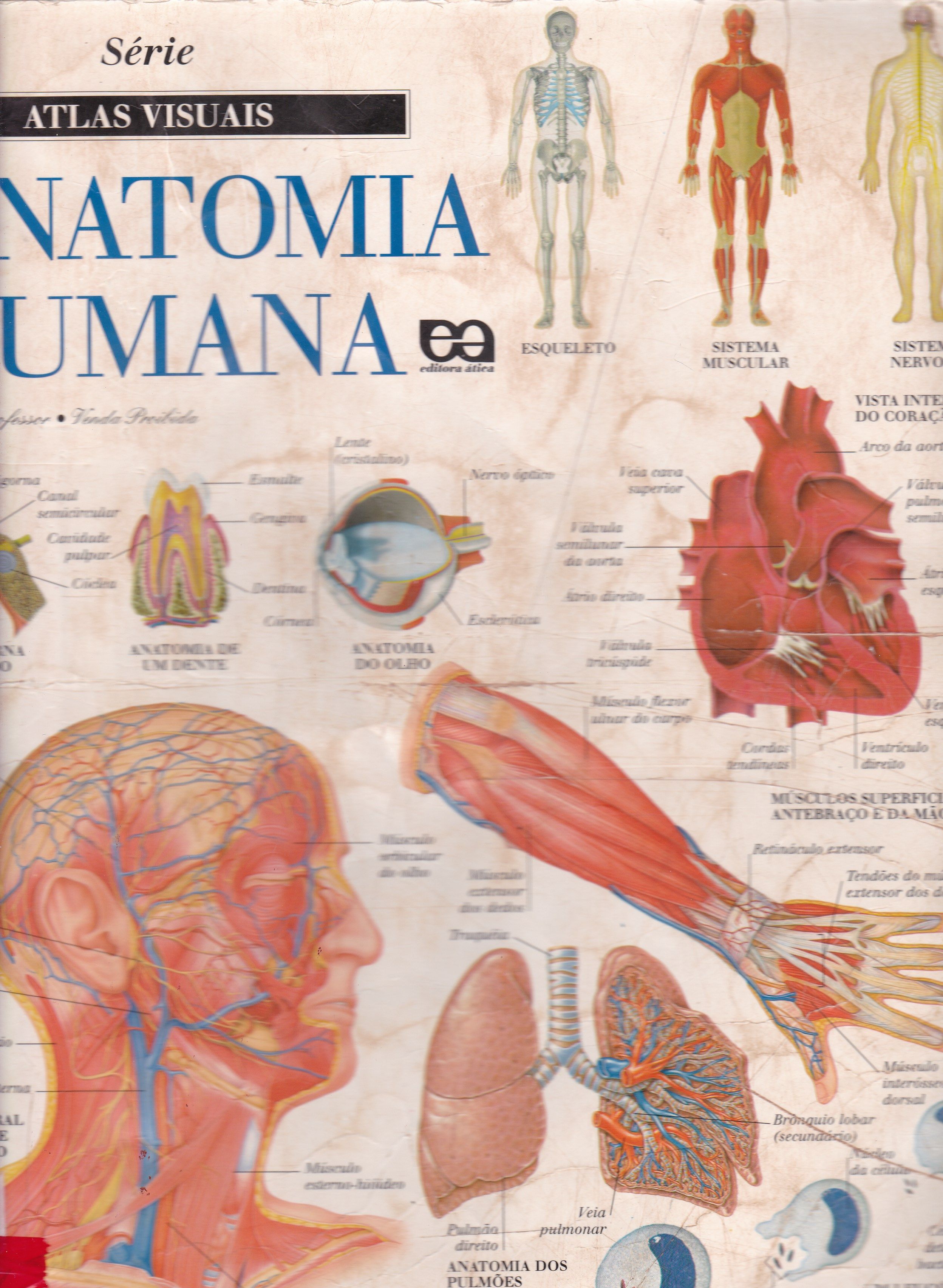 ANATOMIA HUMANA