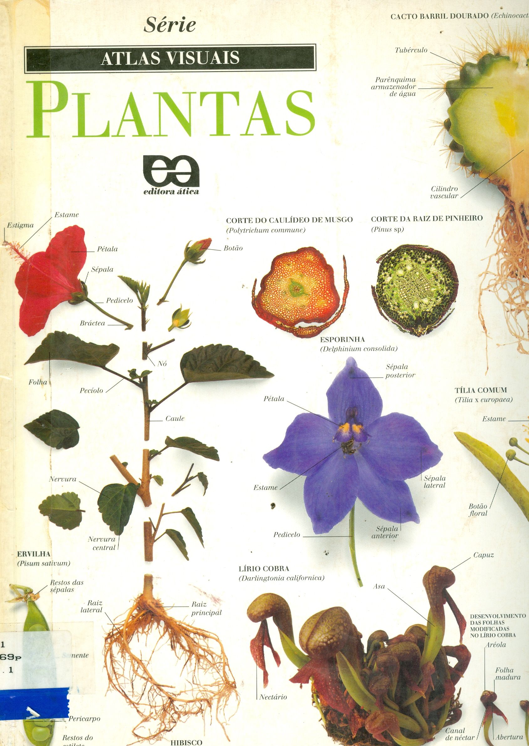 PLANTAS 