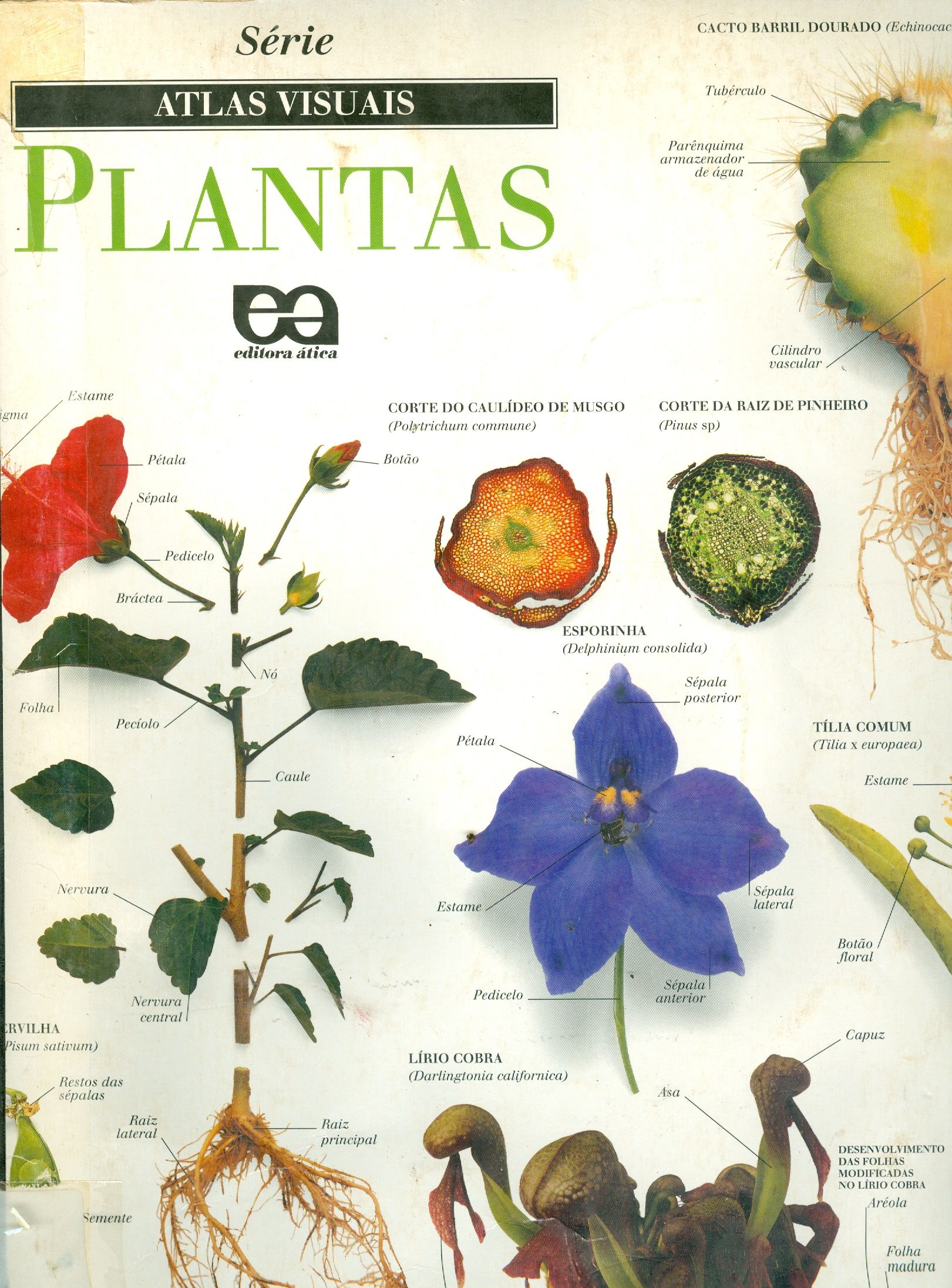 PLANTAS