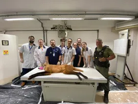 Centro Veterinário Integrado auxilia no resgate de lobo-guará