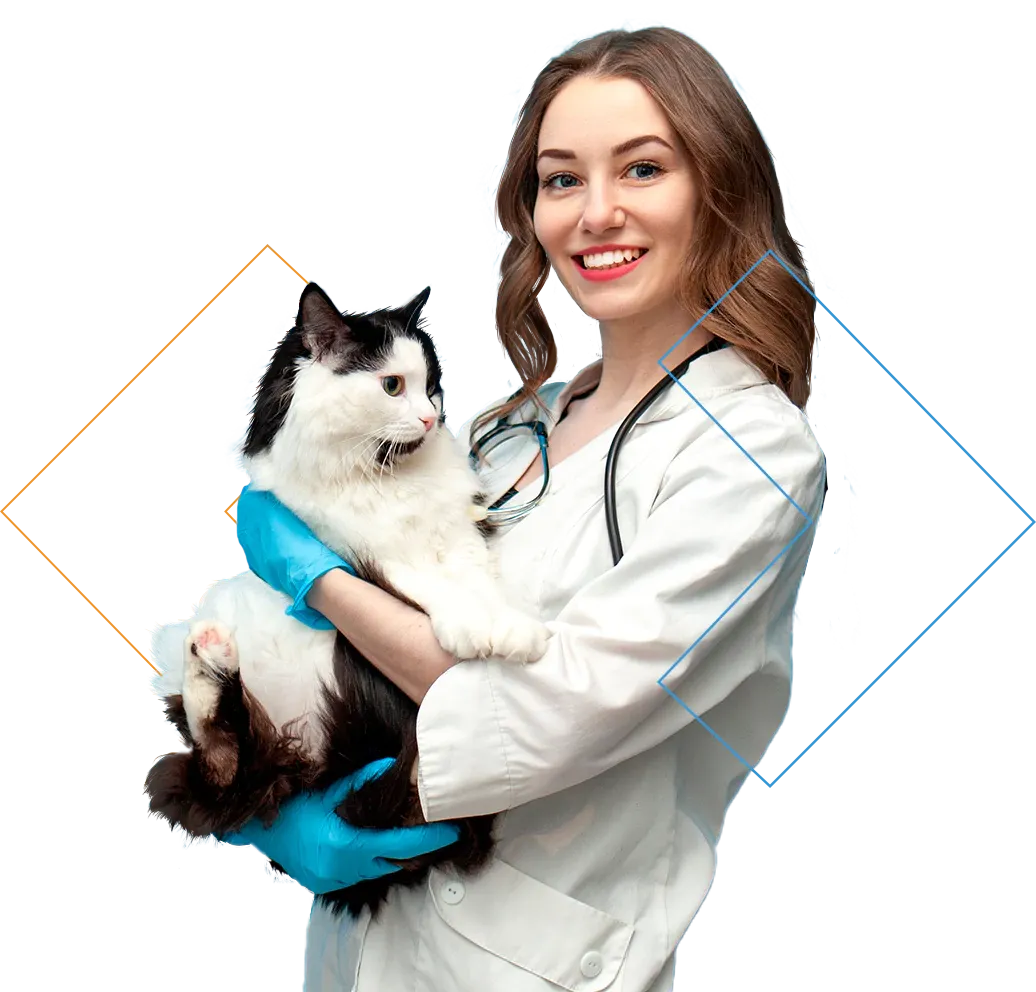 Imagem curso de Clínica Médica de Cães e Gatos