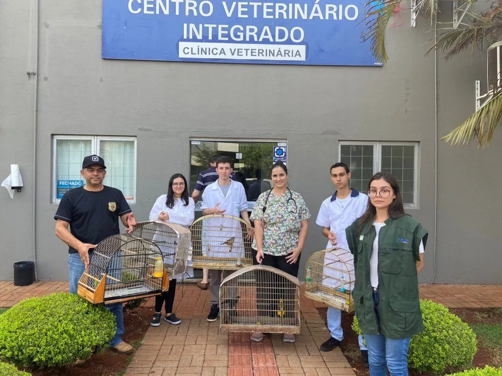 Curió, ave ameaçada de extinção, é resgatado com mais 12 pássaros em Campo Mourão